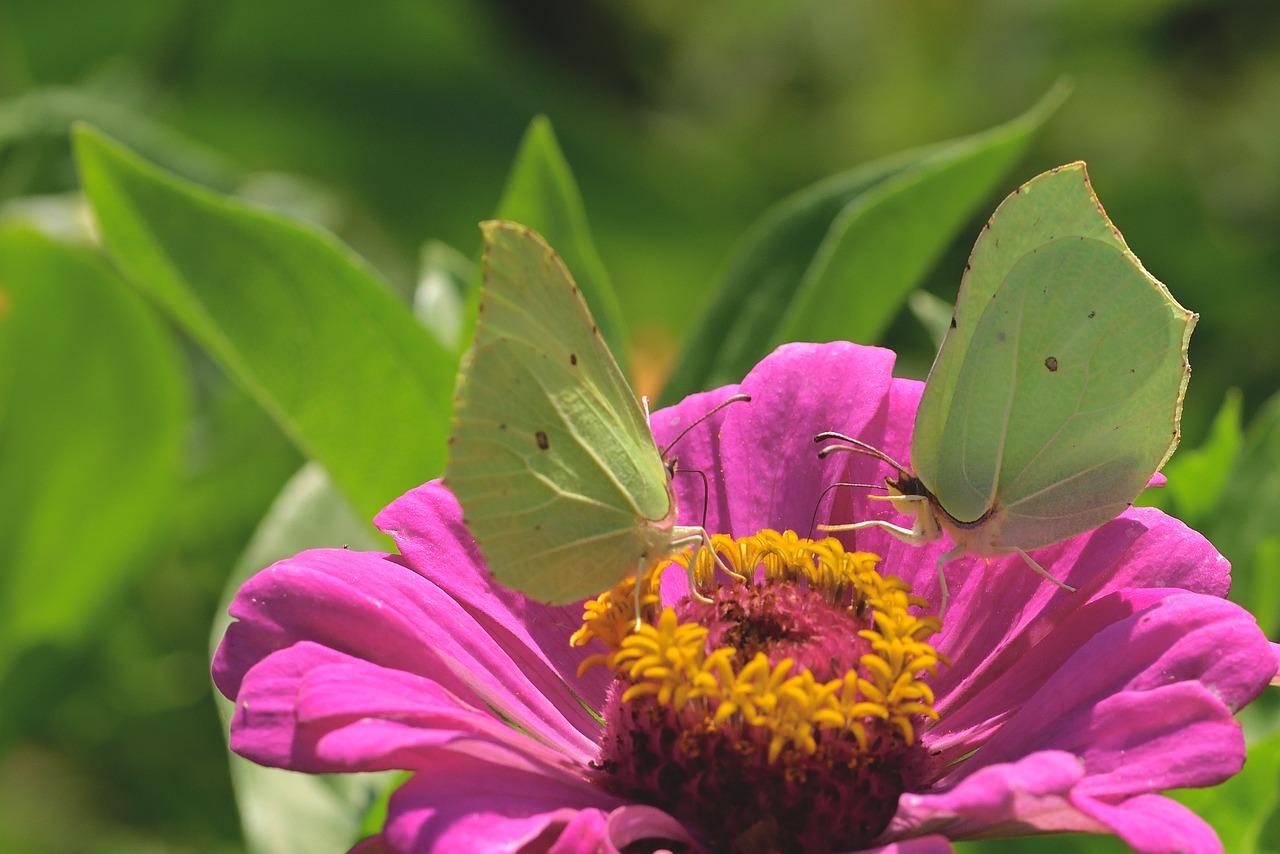 Growing and Decorating with Zinnias